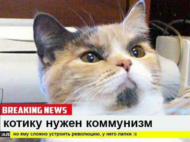 котіку нужен коммунизм но ему сложно устроить революцию, у него лапки :c