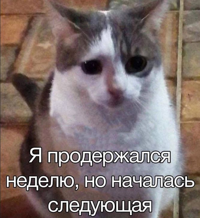 Я продержался неделю, но началась следующая