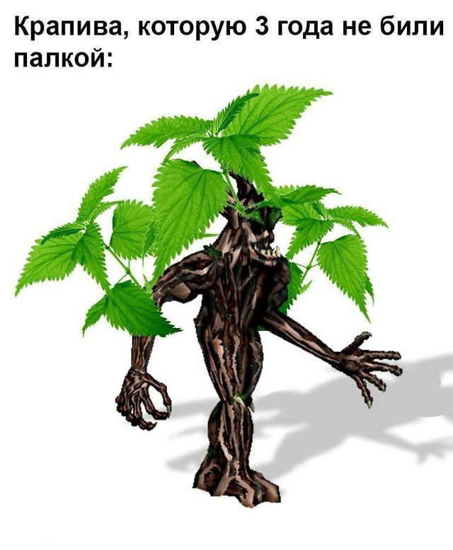 Крапива, которую 3 года не били палкой: