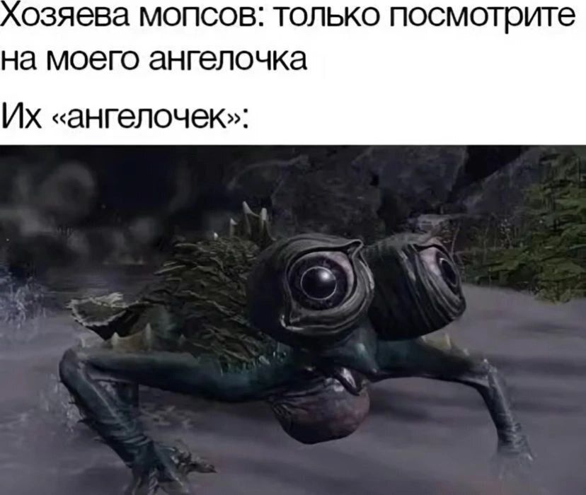 Хозяева мопсов: только посмотрите на моего ангелочка
Их 