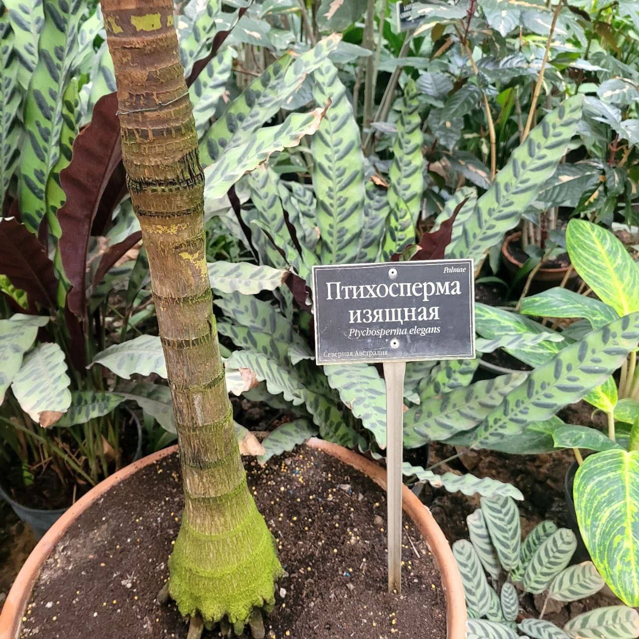 Птихосперма изящная
Rhapidophyllum hystrix