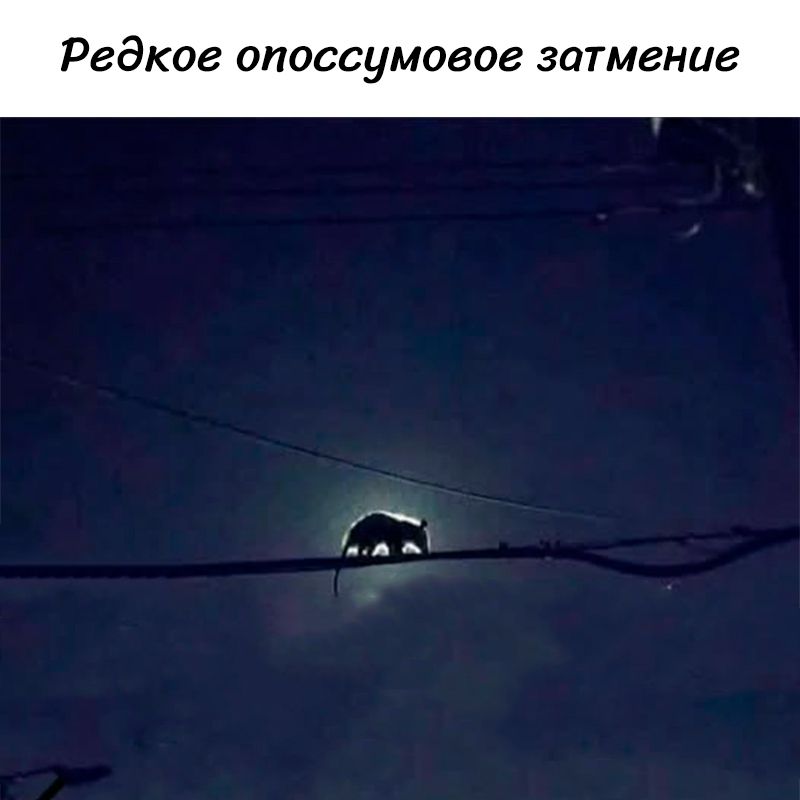 Редкое опоссумовое затмение