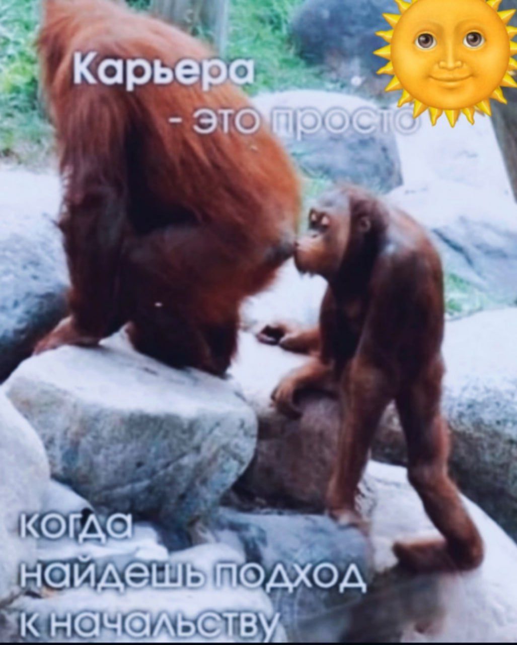 Карьерa - это просто
когда найдёшь подход к начальству