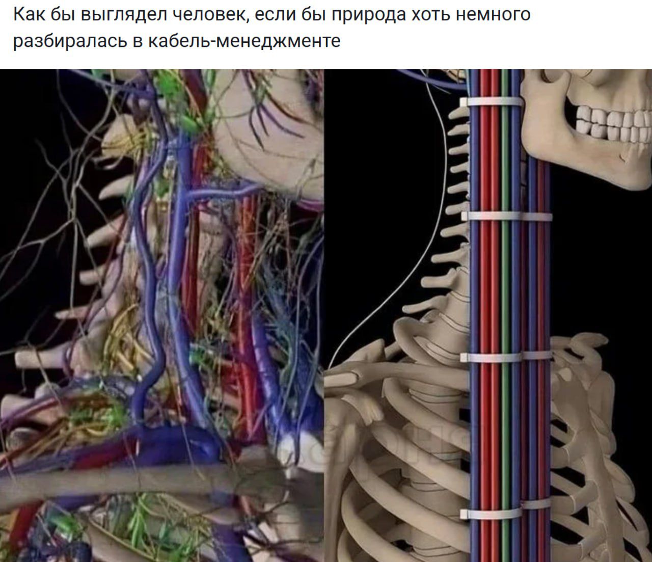 Как бы выглядел человек, если бы природа хоть немного разбиралась в кабель-менеджменте