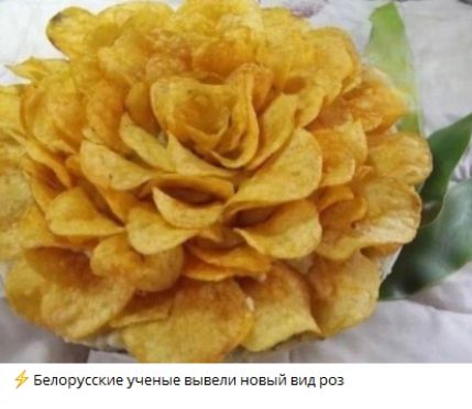 Белорусские ученые вывели новый вид роз