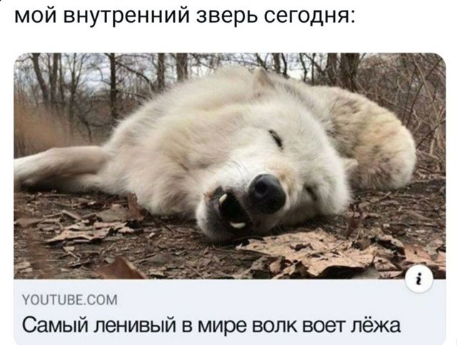 мой внутренний зверь сегодня:

Самый ленивый в мире волк воет лёжа
