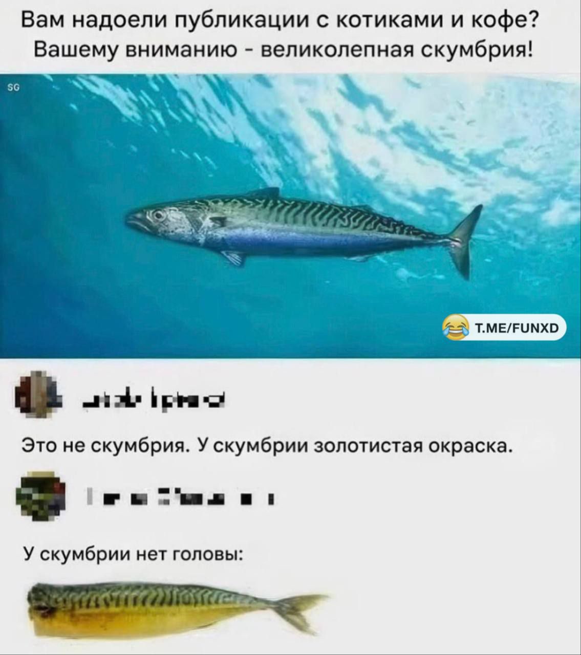 Вам надоели публикации с котиками и кофе? Вашему вниманию - великолепная скумбрия!

Это не скумбрия. У скумбрии золотистая окраска.
У скумбрии нет головы.