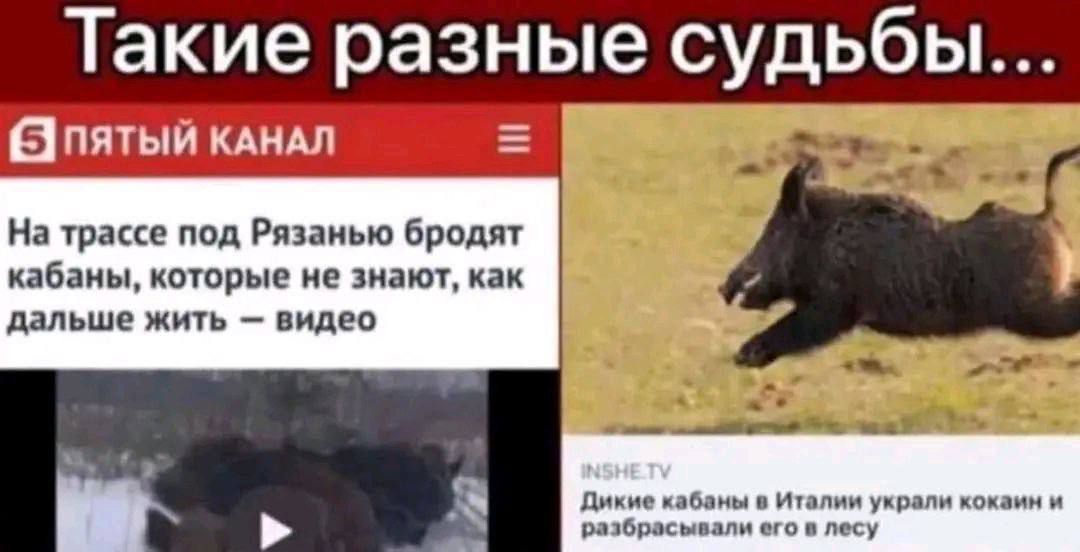Такые разные судьбы...
На трассе под Рязанью бродят кабаны, которые не знают, как дальше жить – видео
Дикие кабаны в Италии украли кокайн и разбросали его в лесу