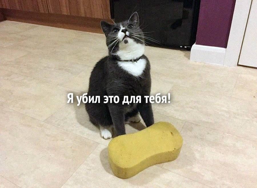 Я убил это для тебя!