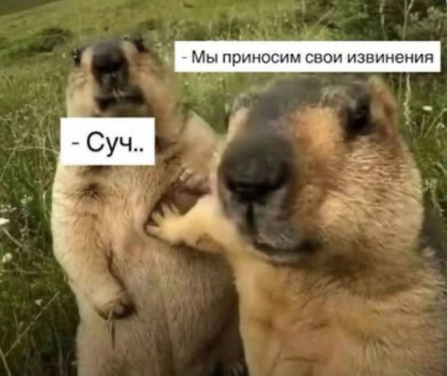 Мы приносим свои извинения
Суч..