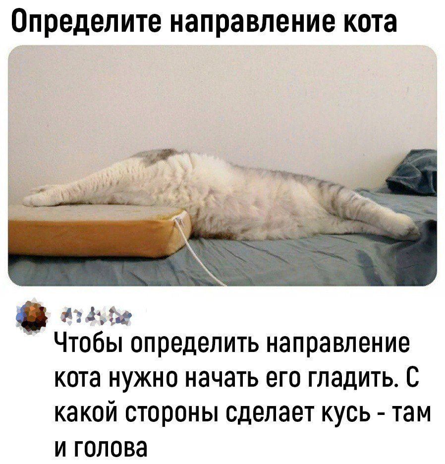 Определите направление кота
Чтобы определить направление кота нужно начать его гладить. С какой стороны сделает кусь - там и голова