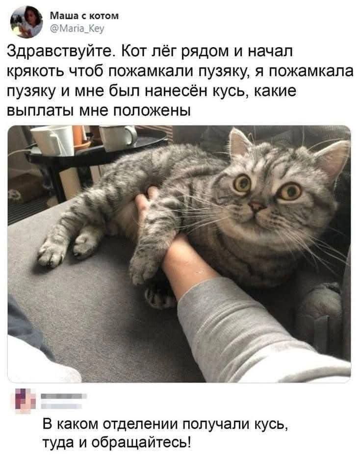 Здравствуйте. Кот лёг рядом и начал крякать чтобы понажимали пузяку, я понажимала пузяку и мне был нанесён кусь, какие выплаты мне положены
В каком отделении получали кусь, туда и обращайтесь!