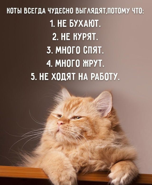 КОТЫ ВСЕГДА ЧУДЕСНО ВЫГЛЯДЯТ, ПОТОМУ ЧТО:
1. НЕ БУХАЮТ.
2. НЕ КУРЯТ.
3. МНОГО СПЯТ.
4. МНОГО ЖРУТ.
5. НЕ ХОДЯТ НА РАБОТУ.