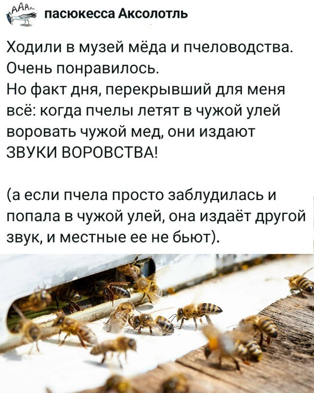 Ходили в музей мёда и пчеловодства. Очень понравилось. Но факт дня, перекрывший для меня всё: когда пчёлы летят в чужой улей воровать чужой мед, они издают ЗВУКИ ВОРОВСТВА! (а если пчела просто заблудилась и попала в чужой улей, она издаёт другой звук, и местные её не бьют).