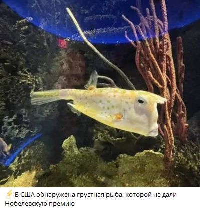 В США обнаружена грустная рыба, которой не дали Нобелевскую премию