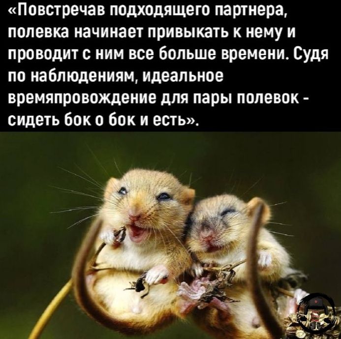 «Повстречав подходящего партнера, полевка начинает привлекать к нему и проводит с ним все больше времени. Судя по наблюдениям, идеальное времяпровождение для пары полевок - сидеть бок о бок и есть».