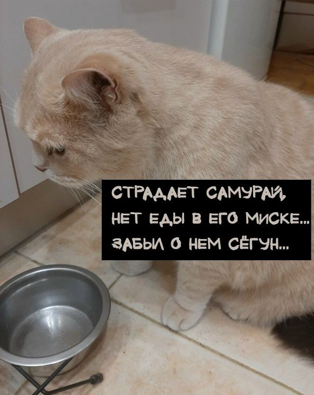СТРАДАЕТ САМУРАЙ, НЕТ ЕДЫ В ЕГО МИСКЕ... ЗАБЫЛ О НЕМ СЕГУН...