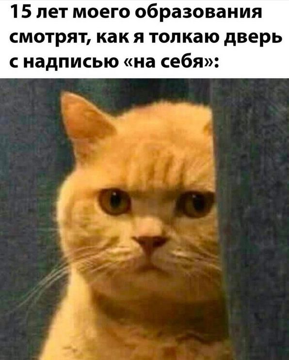15 лет моего образования смотрят, как я толкаю дверь с надписью «на себя»: