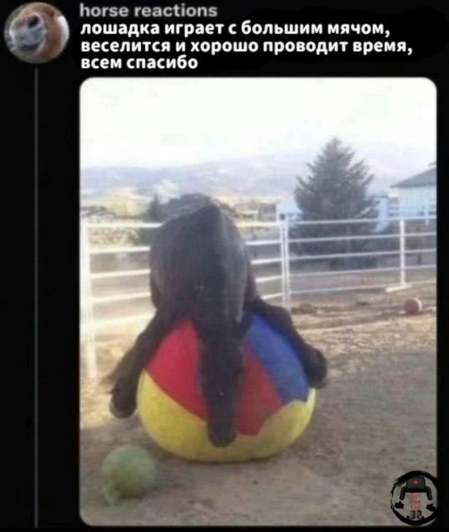 лошадка играет с большим мячом, веселится и хорошо проводит время, всем спасибо