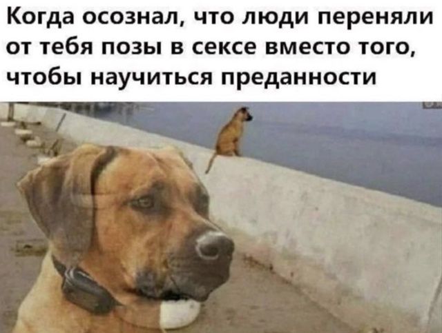 Когда осознал, что люди переняли от тебя позы в сексе вместо того, чтобы научиться преданности