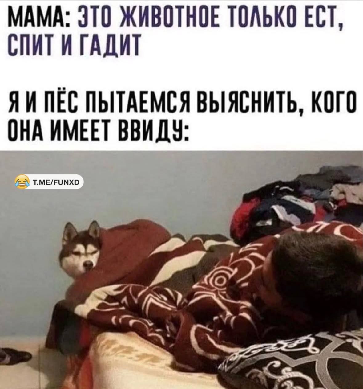 МАМА: ЭТО ЖИВОТНОЕ ТОЛЬКО ЕСТ, СПИТ И ГАДИТ
Я И ПЁС ПЫТАЕМСЯ ВЫЯСНИТЬ, КОГО ОНА ИМЕЕТ ВВИДУ: