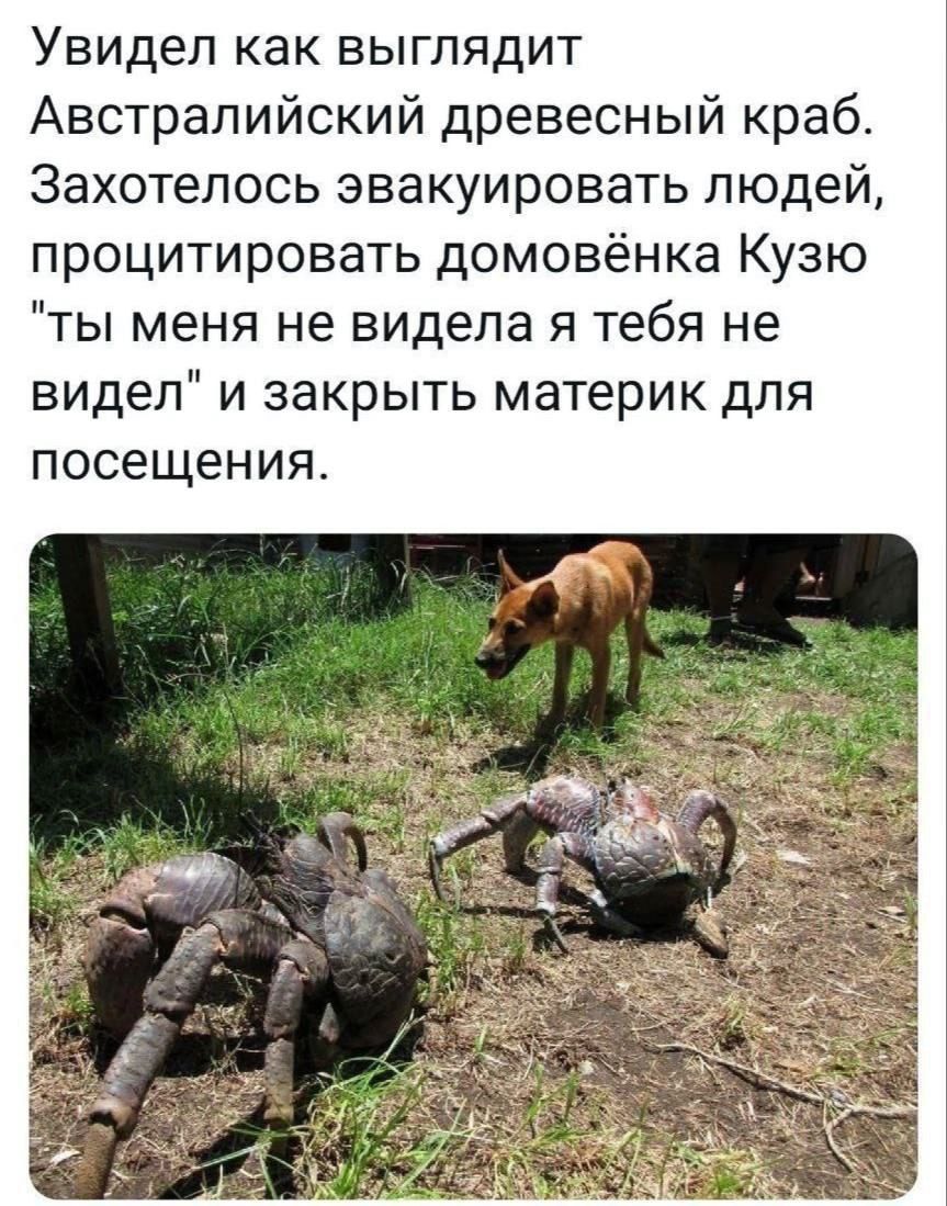 Увидел как выглядит\nАвстралийский древесный краб.\nЗахотелось эвакуировать людей,\nпрочитировать домовёнка Кузю\n