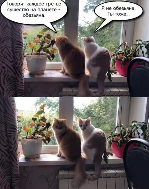 Говорят каждое третье существо на планете - обезьяна.
Я не обезьяна. Ты тоже...