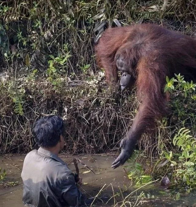 Человек рядом с орангутангом у реки в джунглях