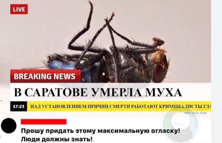 В Саратове умерла муха. Прошу придать этому максимальную огласку! Люди должны знать!