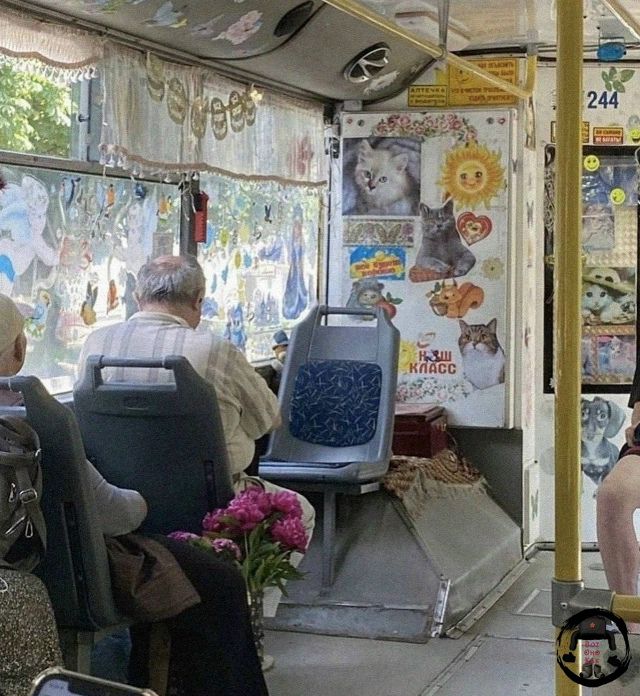 Плакатные изображения кошек и собак на стенах внутри автобуса.