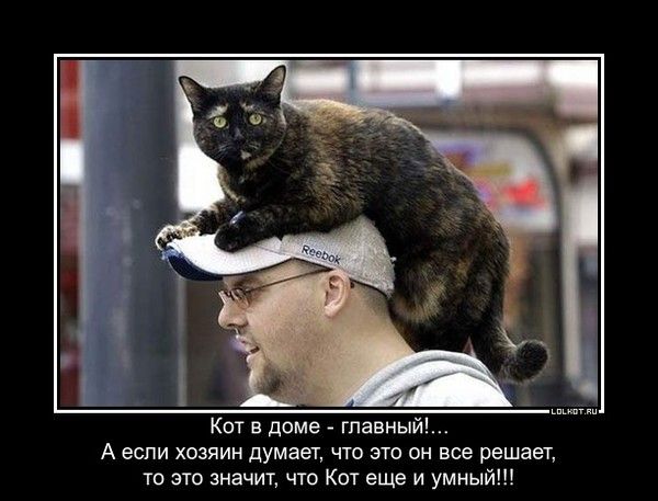 Кот в доме - главный!... А если хозяин думает, что это он все решает, то это значит, что Кот еще и умный!!!