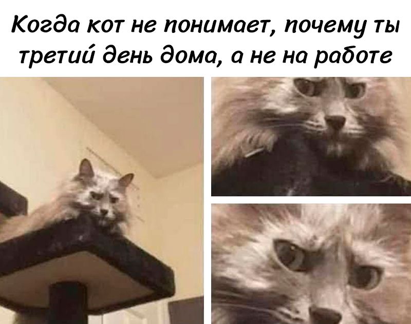 Когда кот не понимает, почему ты третий день дома, а не на работе