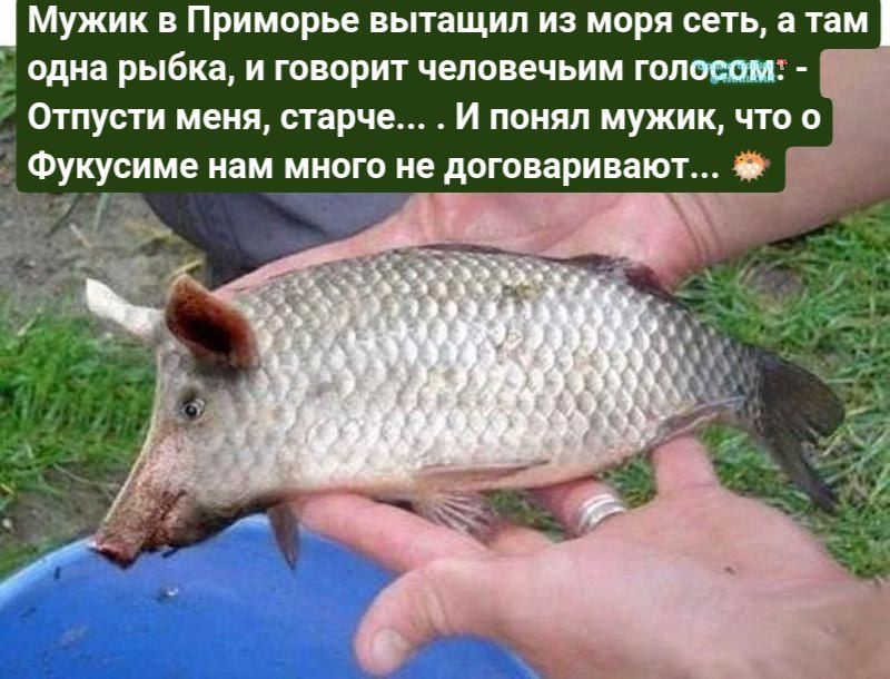 Мужик в Приморье вытащил из моря сеть, а там одна рыбка, и говорит человеческим голосом: - Отпусти меня, старче... И понял мужик, что он Фукусиме нам много не договаривают.