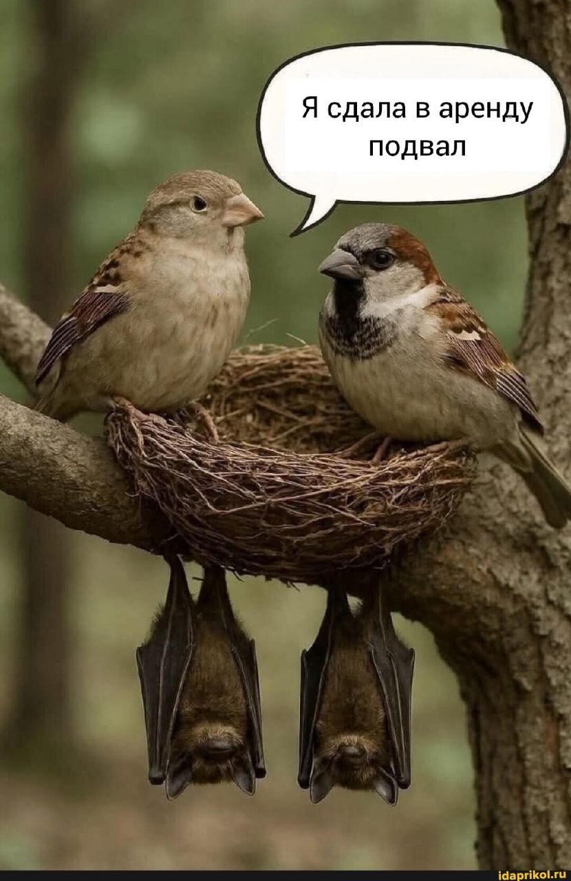 Я сдала в аренду подвал
