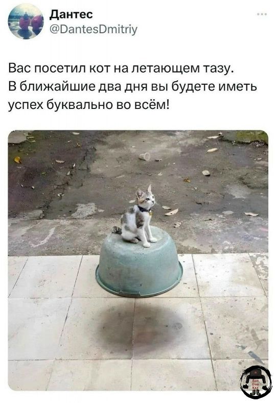 Вас посетил кот на летающем тазу. В ближайшие два дня вы будете иметь успех буквально во всём!