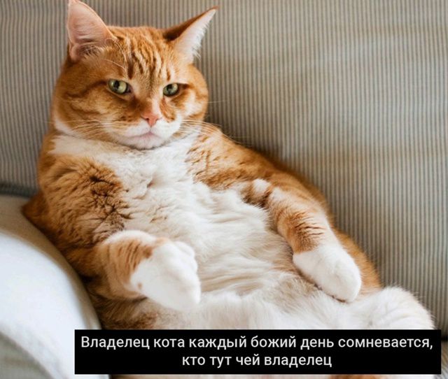 Владелец кота каждый божий день сомневается, кто тут чей владелец