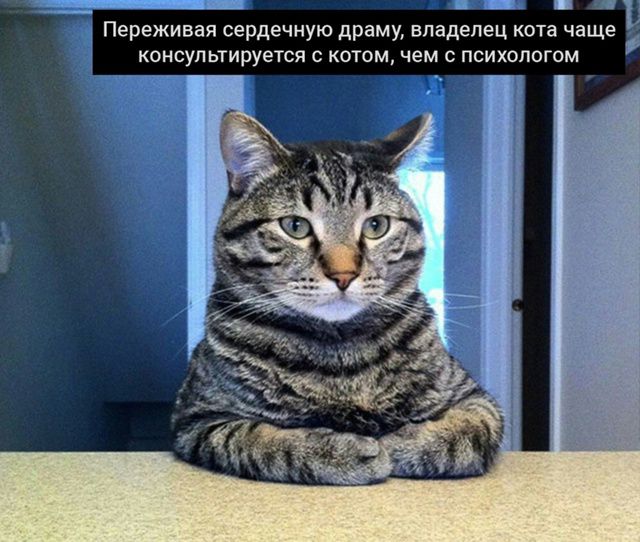 Переживая сердечную драму, владелец кота чаще консультируется с котом, чем с психологом