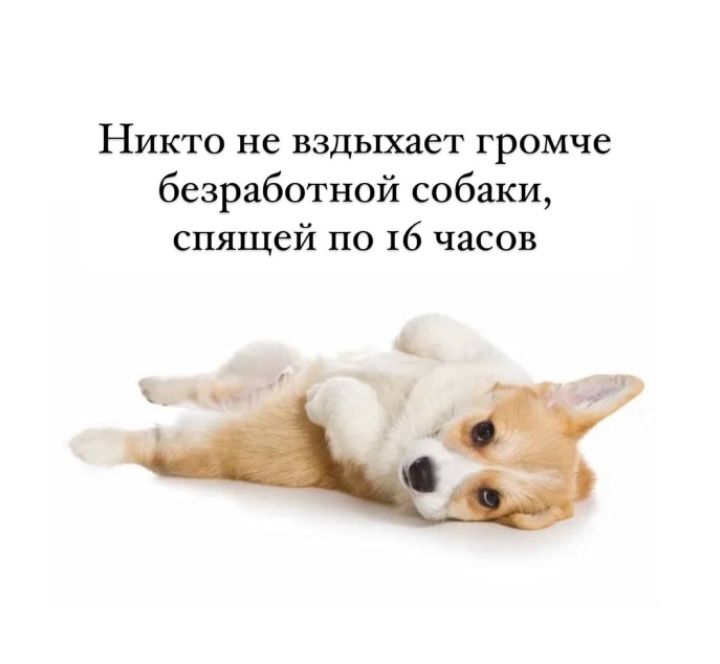 Никто не вздыхает громче безработной собаки, спящей по 16 часов