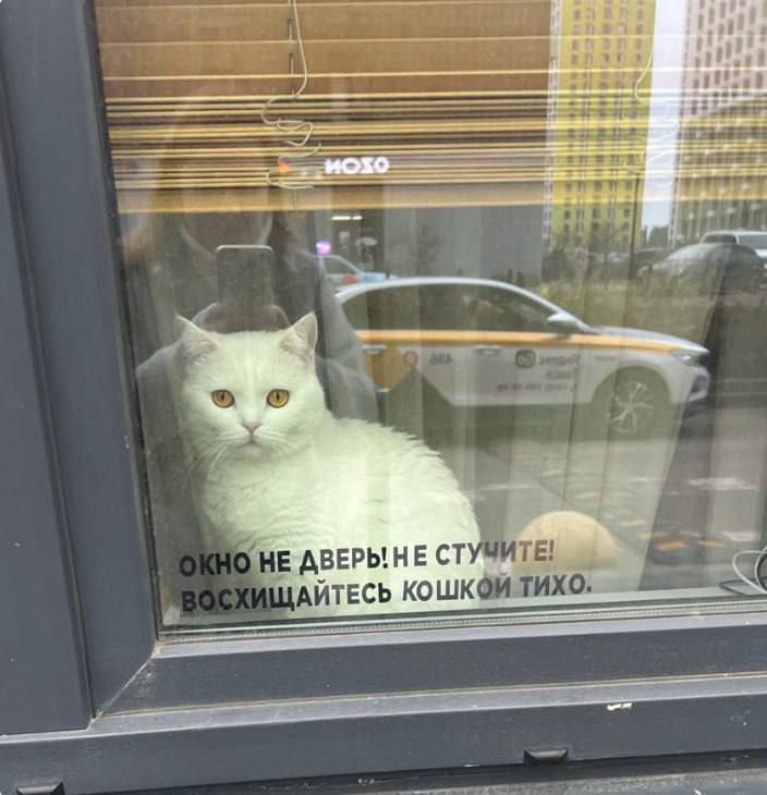 ОКНО НЕ ДВЕРЬ! НЕ СТУЧИТЕ! ВОСХИЩАЙТЕСЬ КОШКОЙ ТИХО.