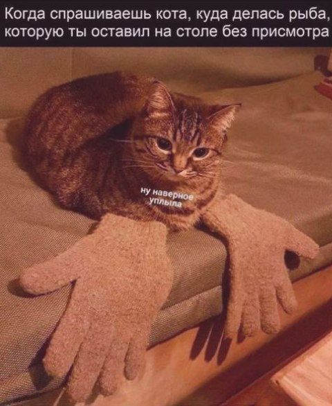Когда спрашиваешь кота, куда делась рыба, которую ты оставил на столе без присмотра ну наверно уплыла