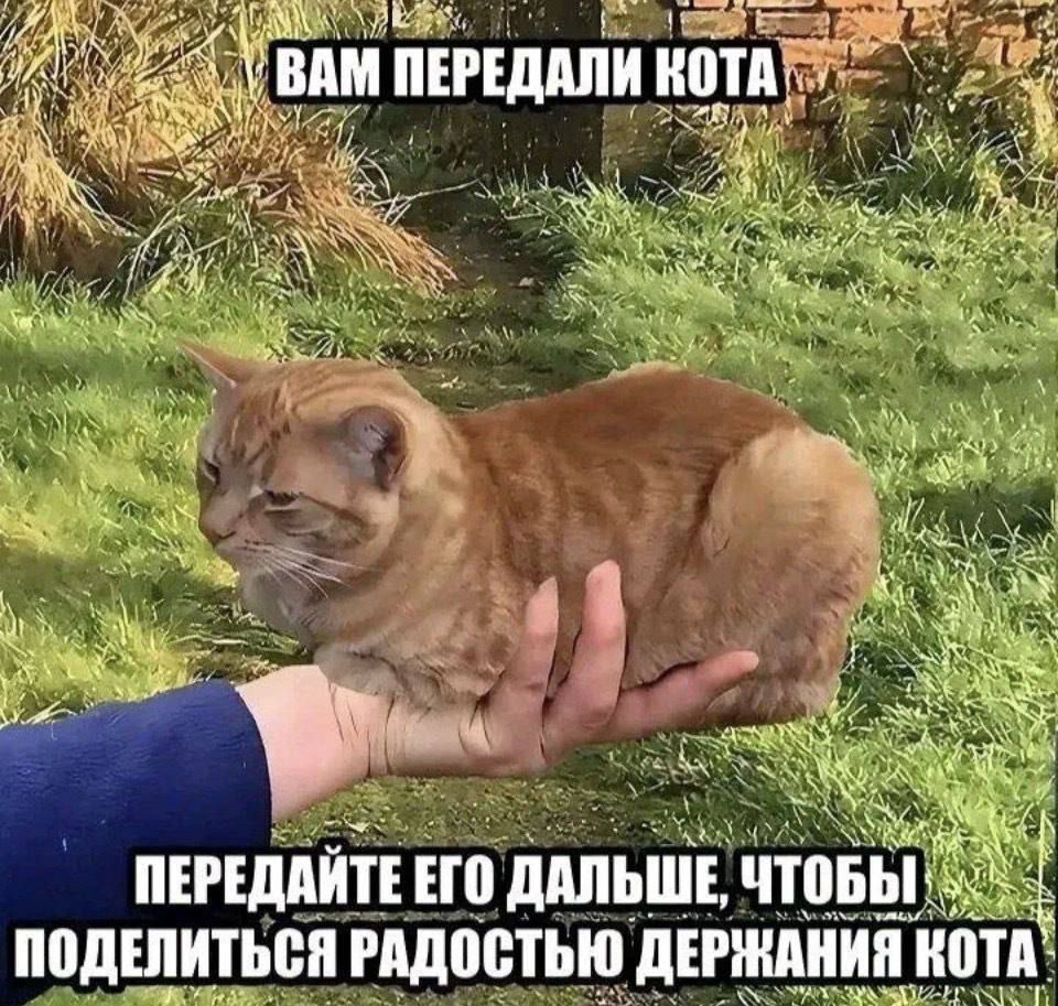Вам передали кота\nПередайте его дальше, чтобы поделиться радостью держания кота