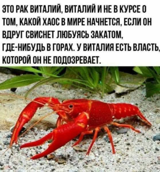 ЭТО РАК ВИТАЛИЙ, ВИТАЛИЙ И НЕ В КУРСЕ О ТОМ, КАКОЙ ХАОС В МИРЕ НАЧНЕТСЯ, ЕСЛИ ОН ВДРУГ СВИСНЕТ ЛЮБОВЬЮ ЗАКАТОМ, ГДЕ-НИБУДЬ В ГОРАХ. У ВИТАЛИЯ ЕСТЬ ВЛАСТЬ, КОТОРОЙ ОН НЕ ПОДОЗРЕВАЕТ.