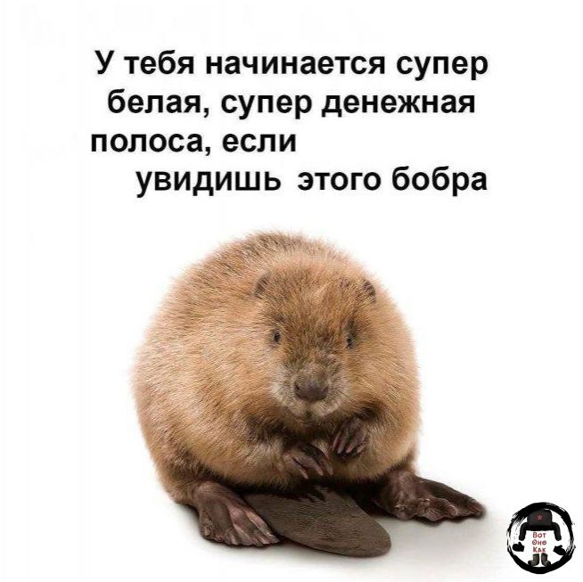 У тебя начинается супер белая, супер денежная полоса, если увидишь этого бобра