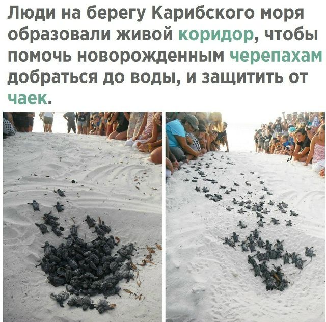 Люди на берегу Карибского моря образовали живой коридор, чтобы помочь новорожденным черепашкам добраться до воды, и защитить от чаек.
