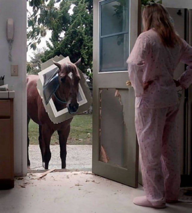Лошадь в доме у открытой двери, рядом в пижаме женщина; вокруг следы сноса плинтуса/пласта и беспорядок.
