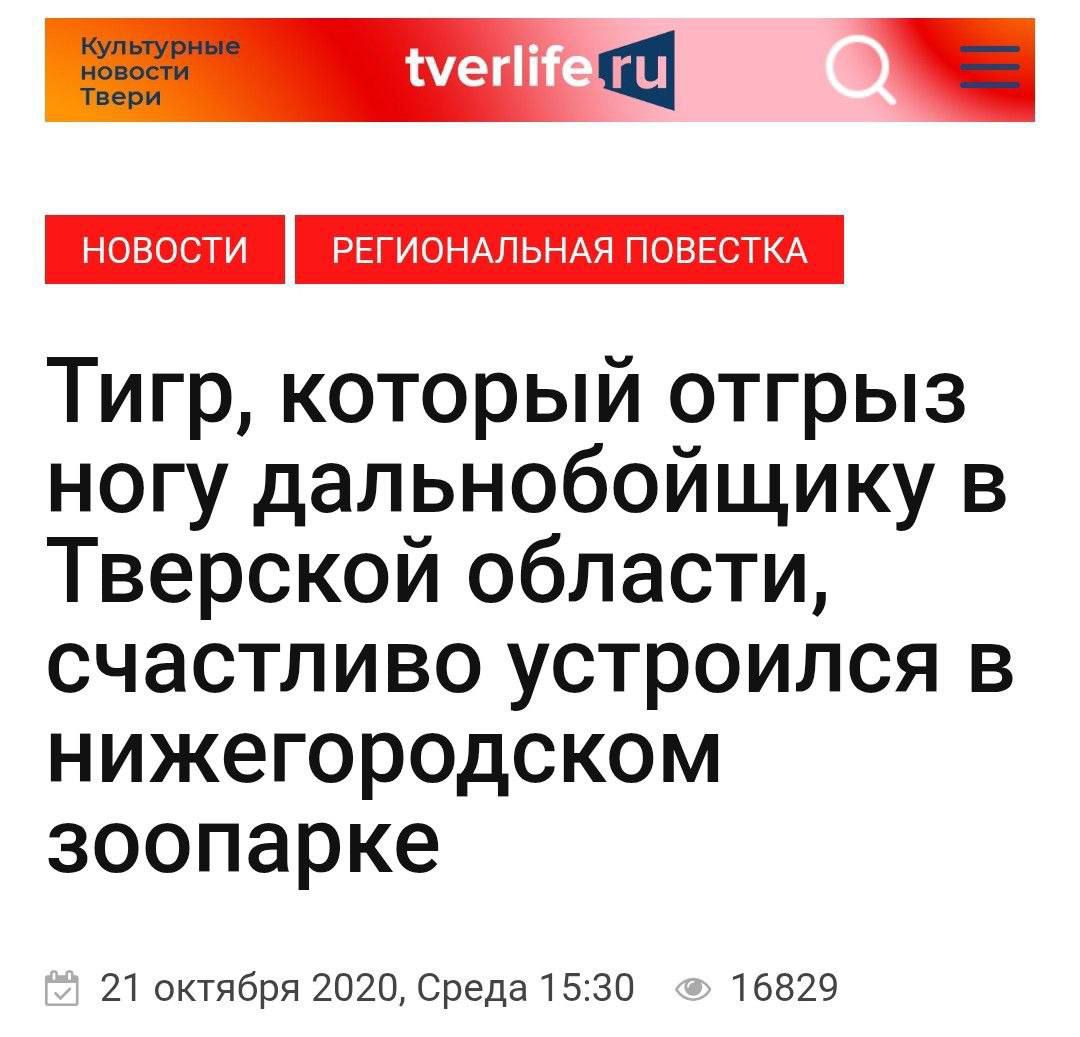 Тигр, который отгрыз ногу дальнобойщику в Тверской области, счастливо устроился в нижегородском зоопарке