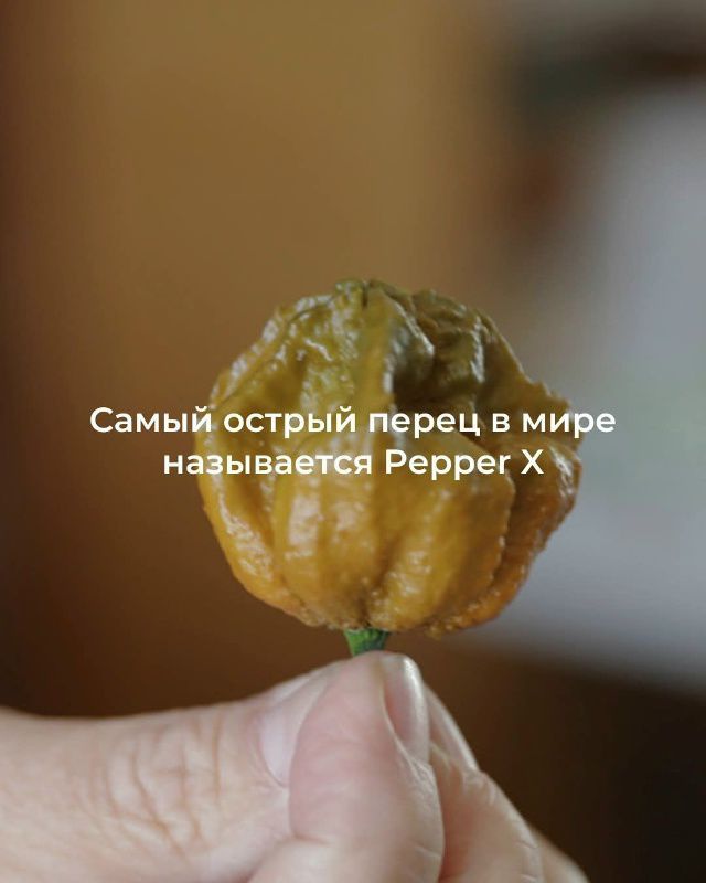 Самый острый перец в мире называется Pepper X