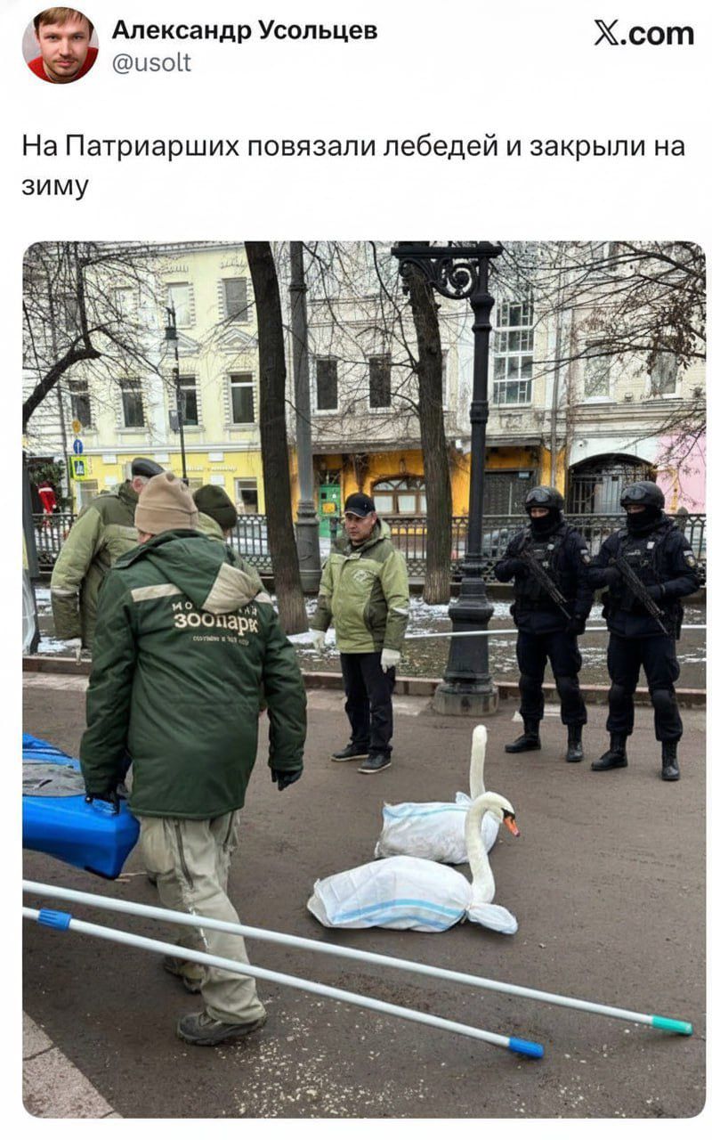 На Патриарших повязали лебедей и закрыли на зиму