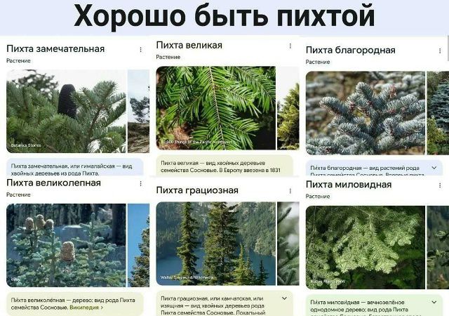 Хорошо быть пихтой
Пихта замечательная; Пихта великая; Пихта благородная; Пихта великолепная; Пихта грациозная; Пихта миловидная