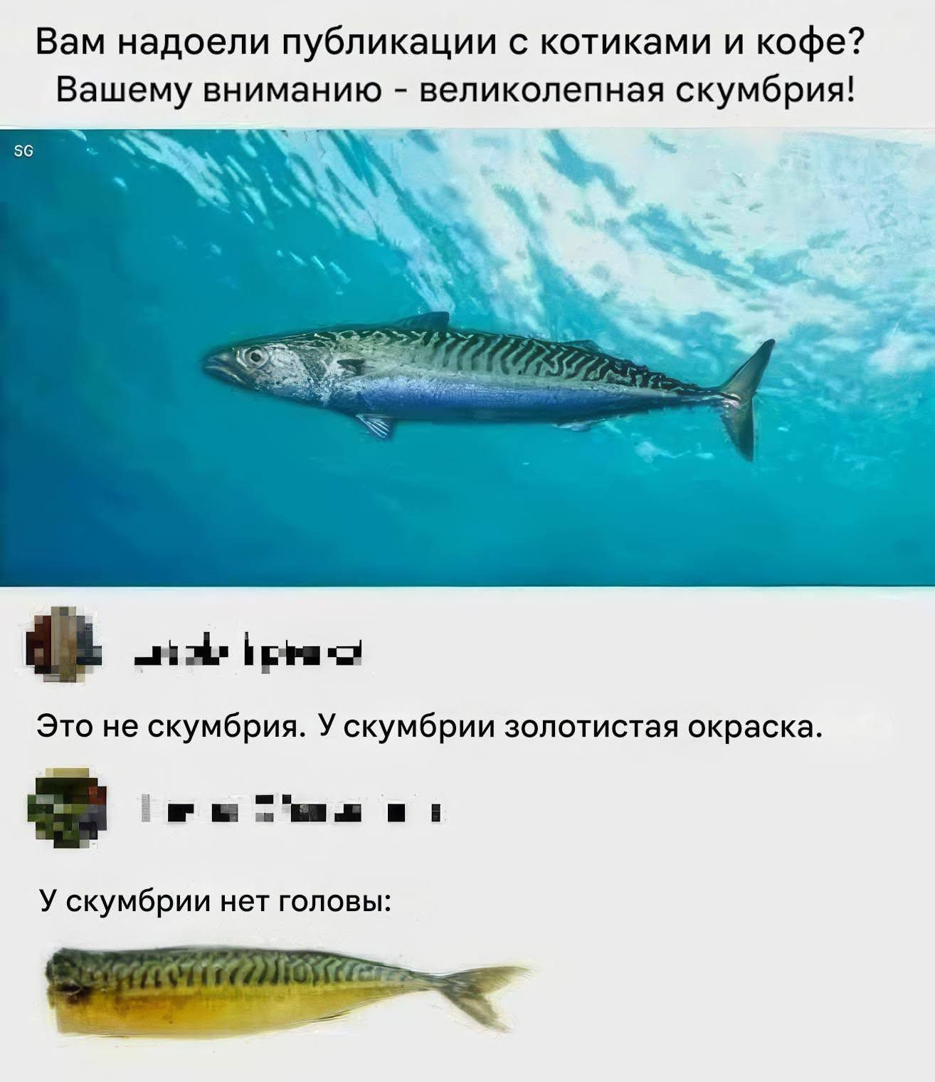 Вам надоели публикации с котиками и кофе? Вашему вниманию - великолепная скумбрия! Это не скумбрия. У скумбрии золотистая окраска. У скумбрии нет головы: